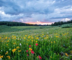 Domingo XXXIV durante el año // Lc 23,32-43 Códice Beza Beza
