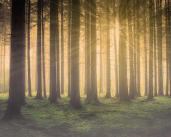 Diumenge V de Pasqua // Jn 14,1-12 Còdex Beza