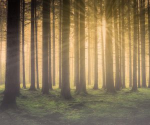 Domingo V de Pascua // Jn 14,1-12 Códice Beza