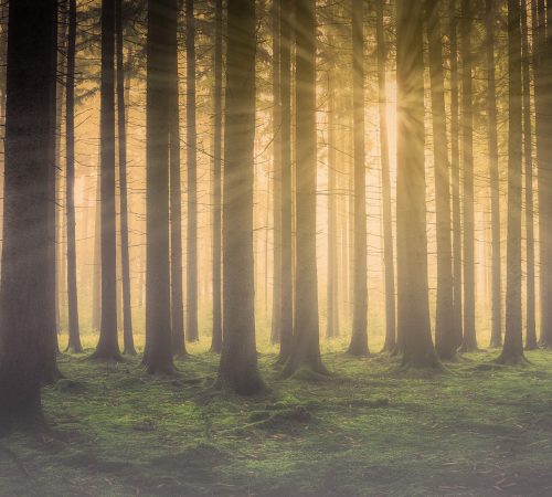 Diumenge V de Pasqua // Jn 14,1-12 Còdex Beza