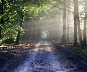 Domingo III de Pascua // Lc 24,13-35 Códice Beza