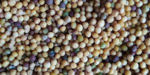 Diumenge XI de durant l’any // Mc 4,26-34 Còdex Beza