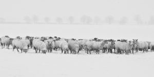 Solemnitat de Santa Maria mare de Déu